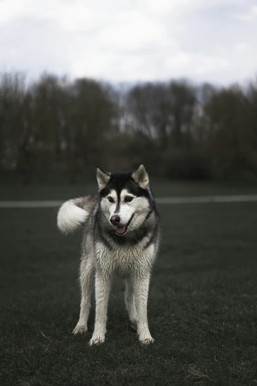 a large black and white dog standing in the grass