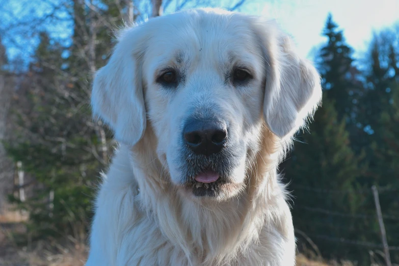 this is an image of a big white dog