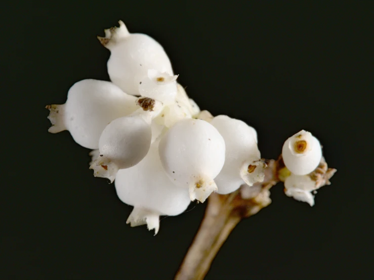 the flower head is white and has brown tips