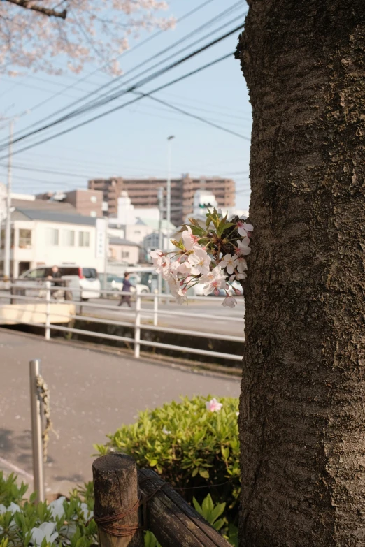 a wooden fence with white flowers growing from it