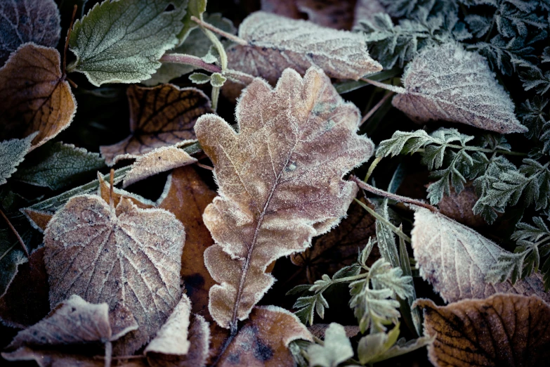 some very pretty leaves that are on the ground