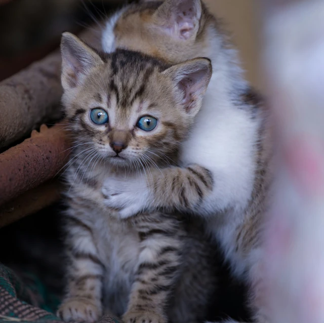 a kitten sitting on top of another kitten