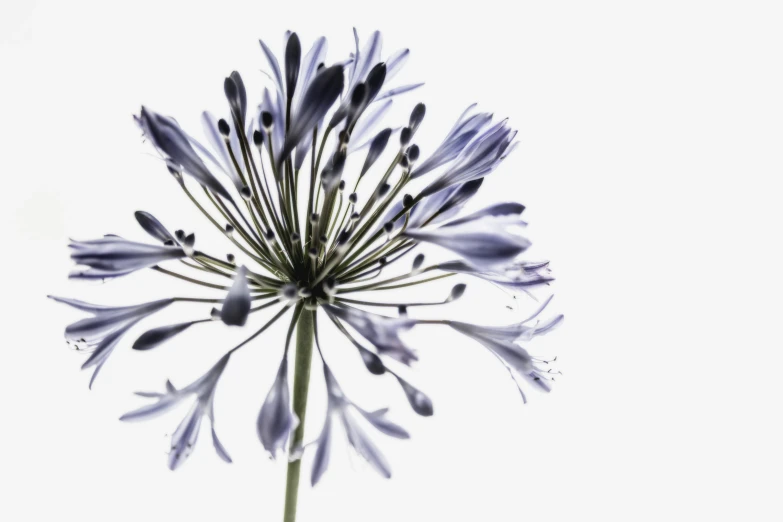 an extreme close up view of a flower with blue petals