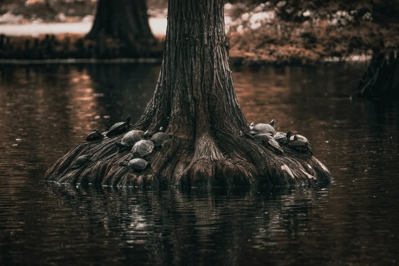 birds are perched in a large amount of water