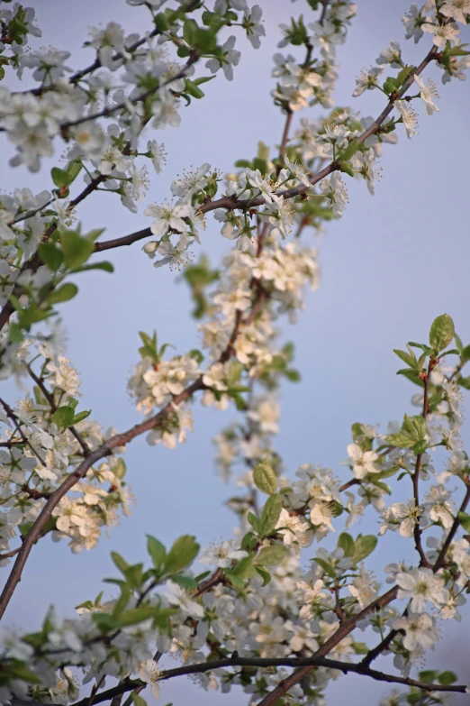 this is a nch with white flowers against a clear sky