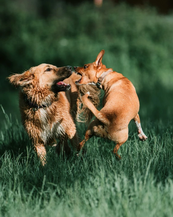 two small dogs are playing in the grass