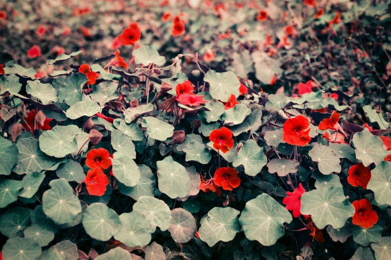 close up of flowers growing in a field