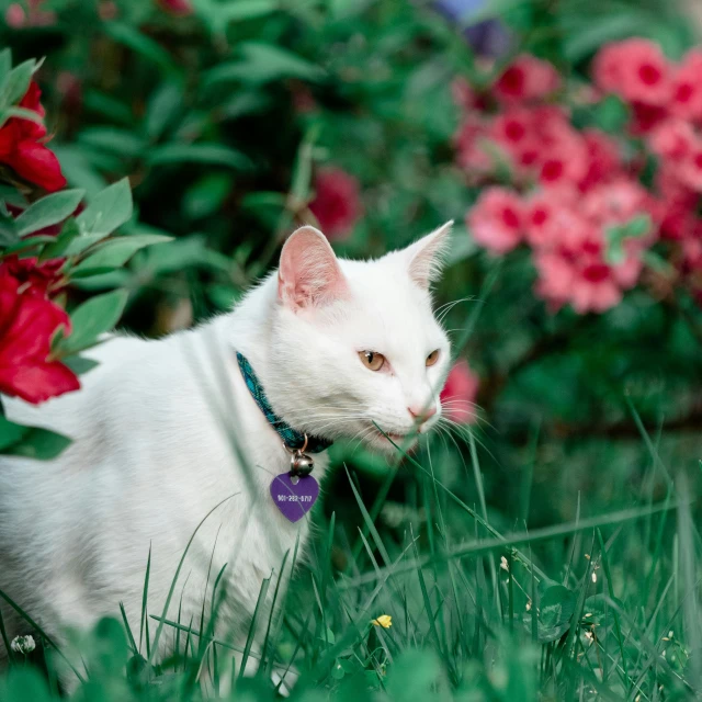 white cat sitting in a bush with red flowers behind it