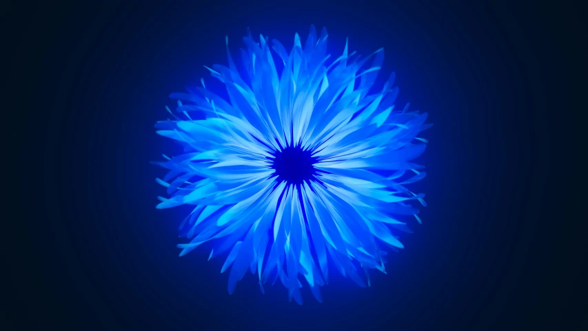 a large blue flower on a black background