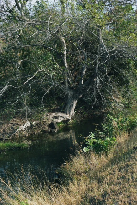 a giraffe is standing in front of the water