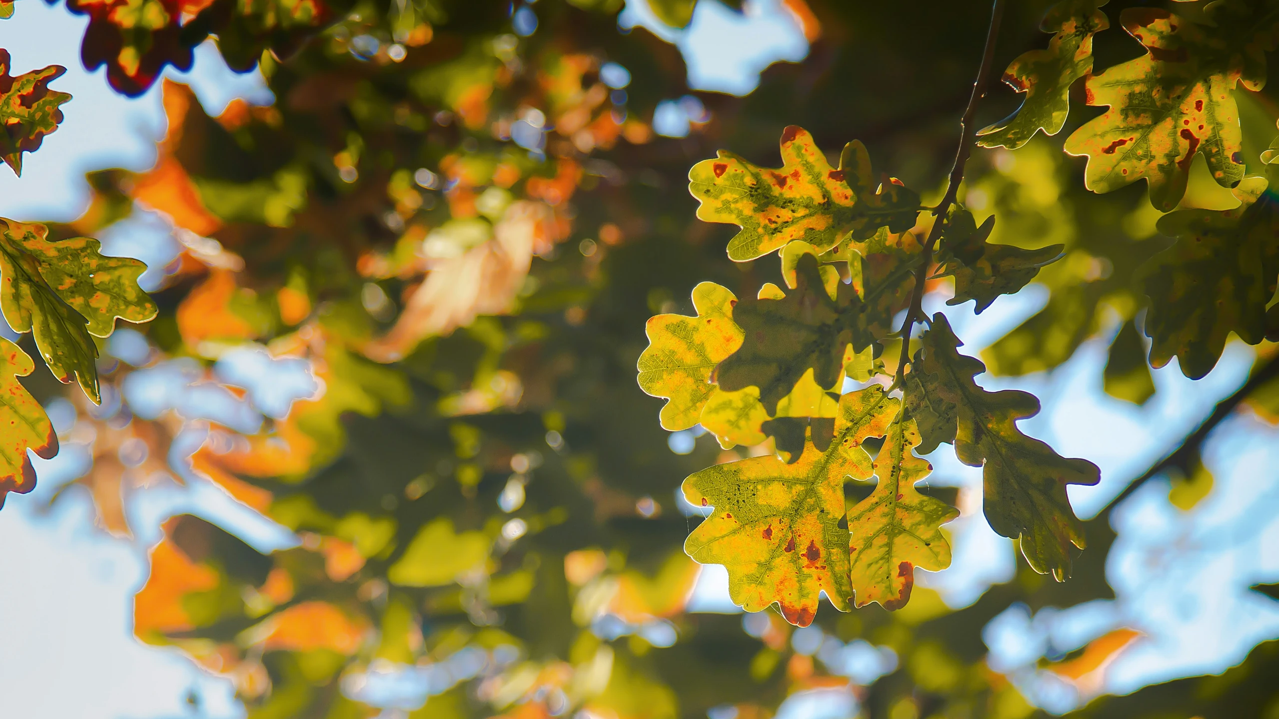 a leaf that is on the nch of a tree