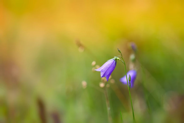 some very pretty purple flowers near some green grass