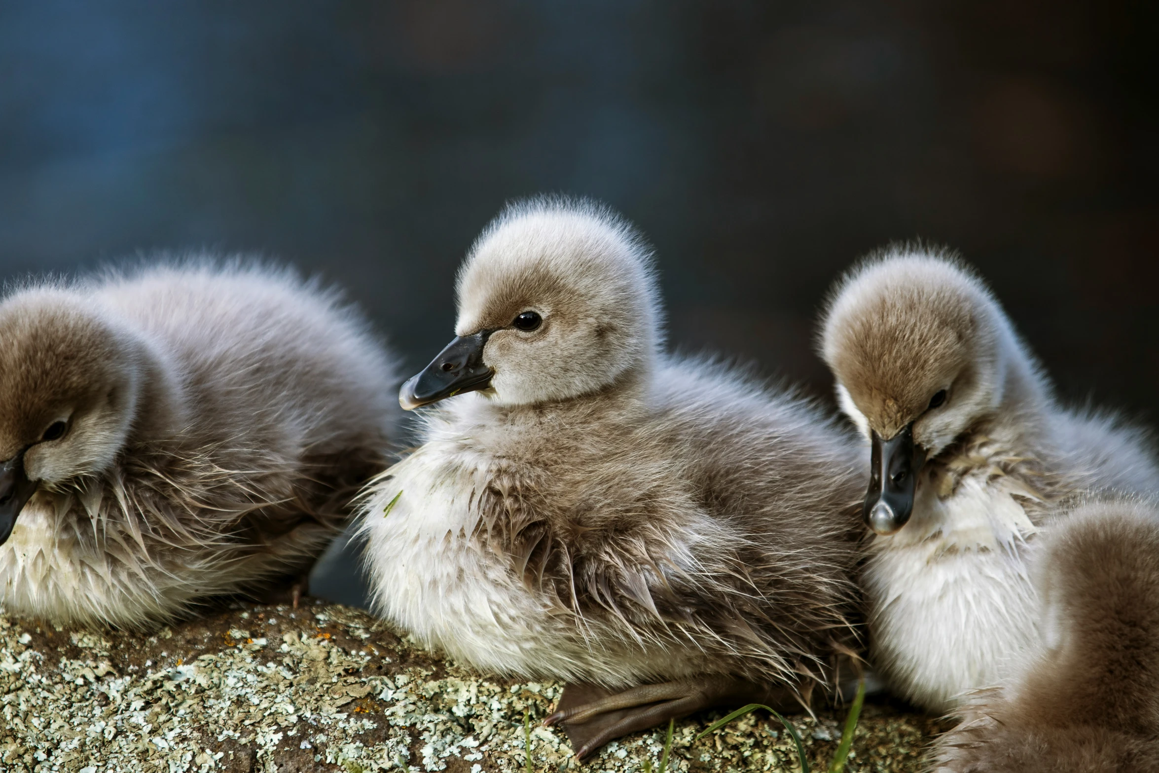 three gray ducks are laying on the mossy ground