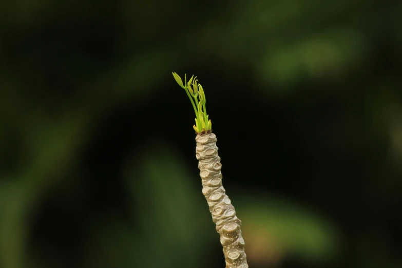 a stem of an unripe plant has tiny grains growing in it