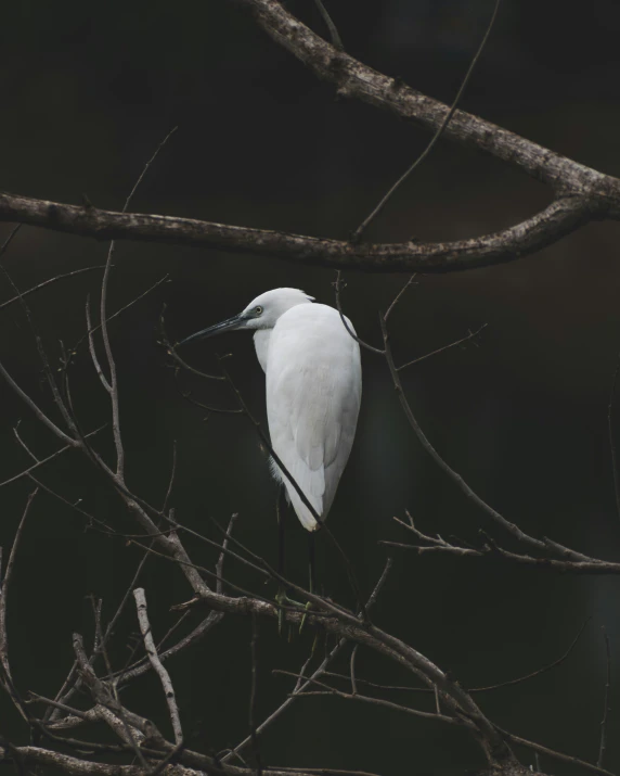 a large white bird sitting on top of a tree nch