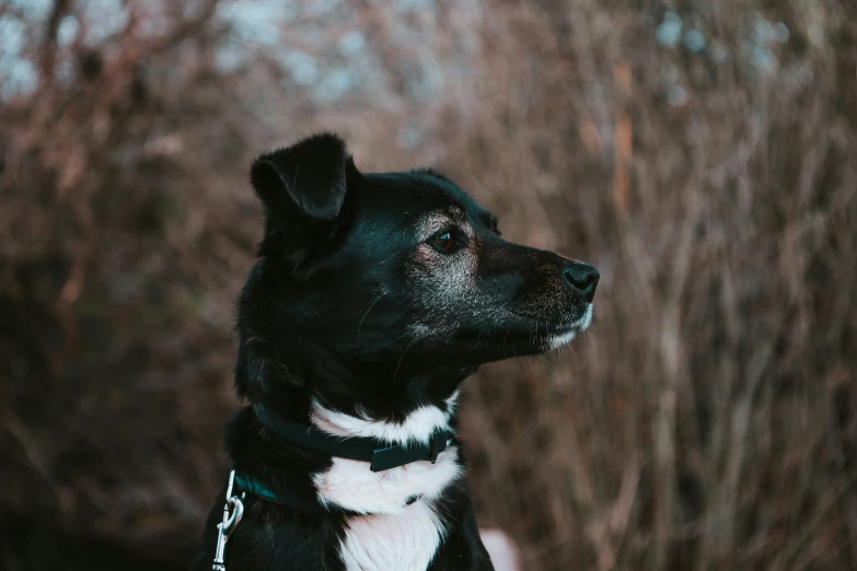 a close up of a dog's face and a person in the background