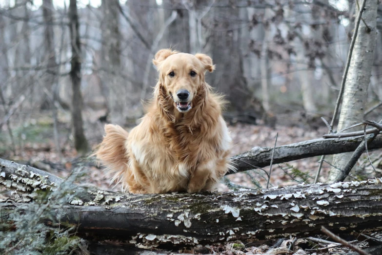 a dog that is sitting on some nches