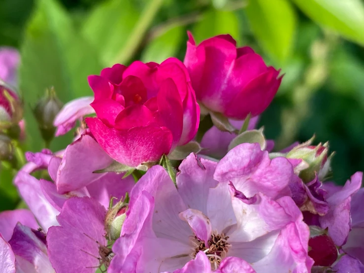 pink flowers blooming in the garden with green leaves