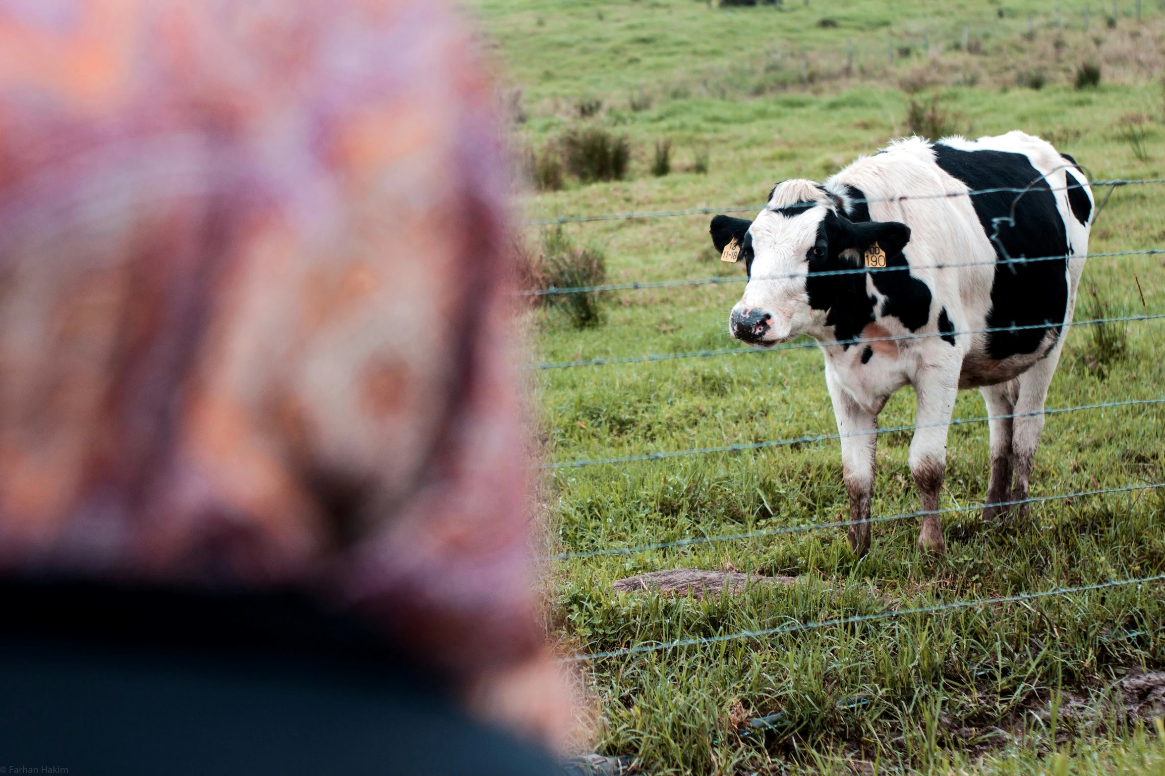 a cow looks through the barbed wire fence