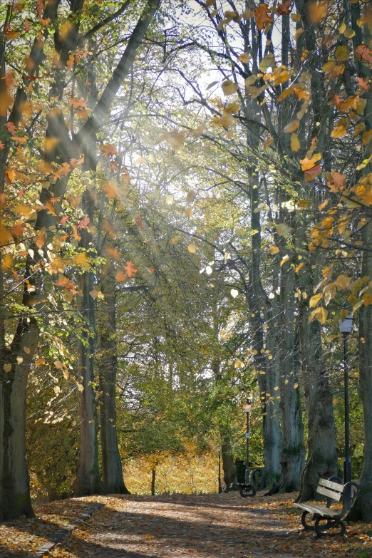 there is a bench under trees on a sunny day