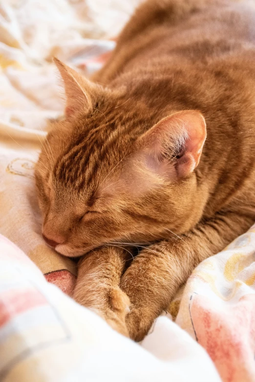 a cat laying on top of a bed covered in blankets