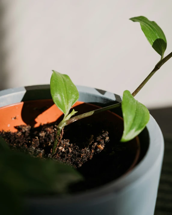 a close up view of a green plant inside of a white container