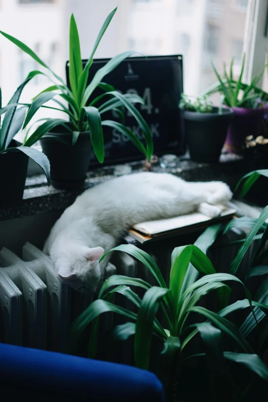 a cat lays on a desk with a monitor, keyboard and plants