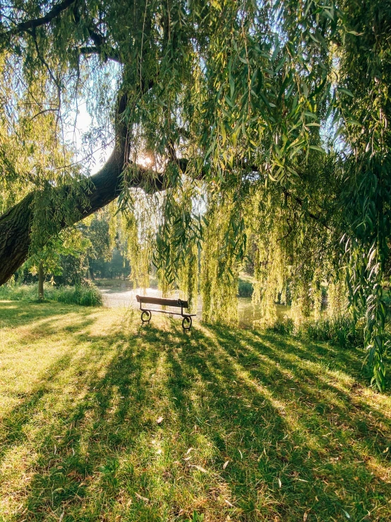 there is a bench underneath a large tree