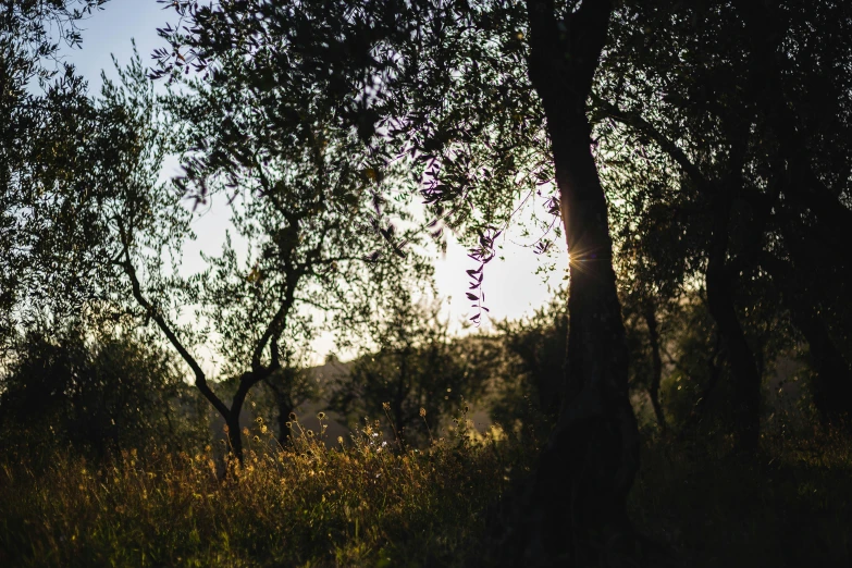 some trees and grass during the sunset in the woods