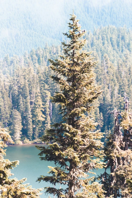 a clear lake in front of tall evergreen trees