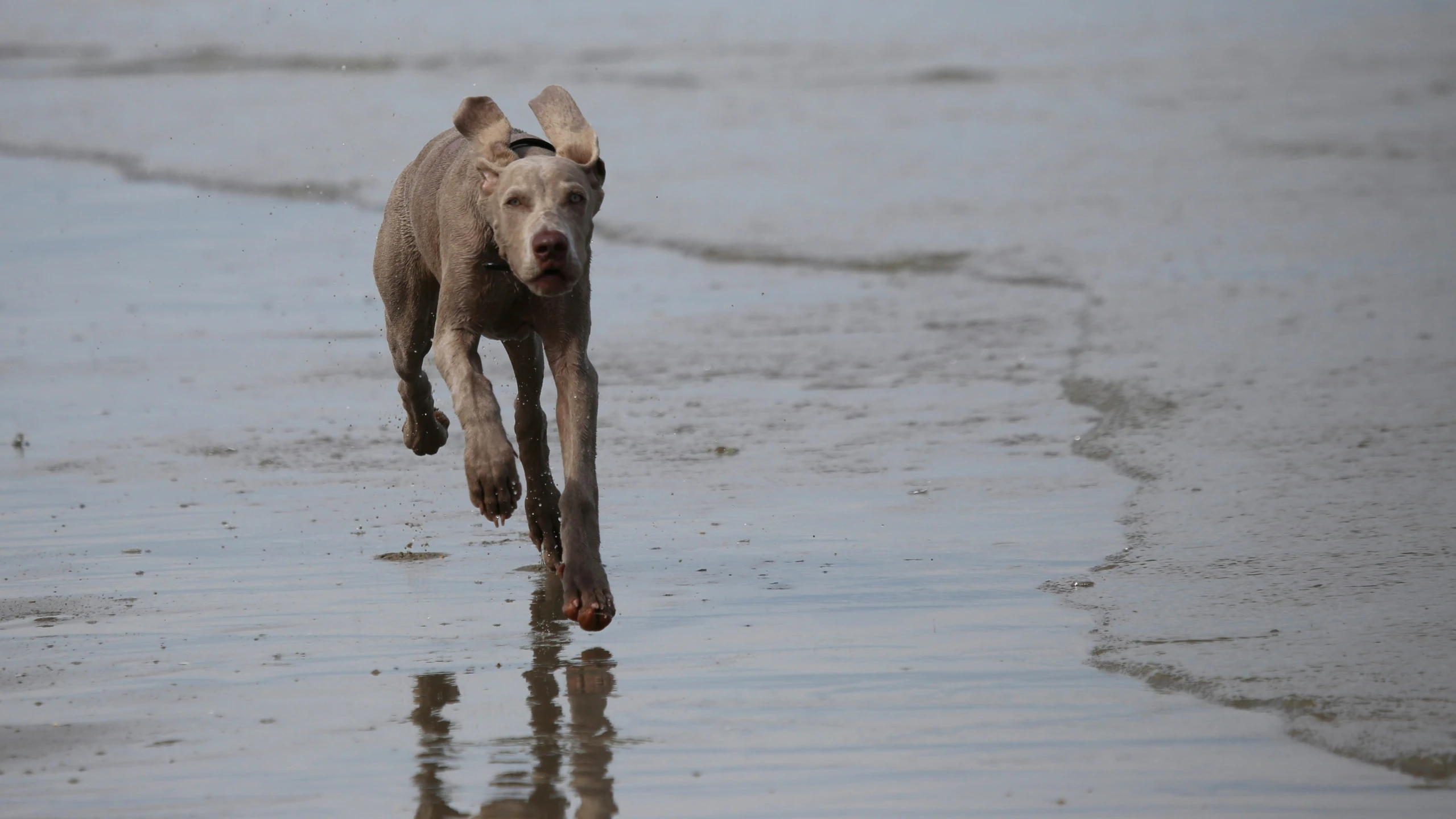 a gray dog running across a sandy beach