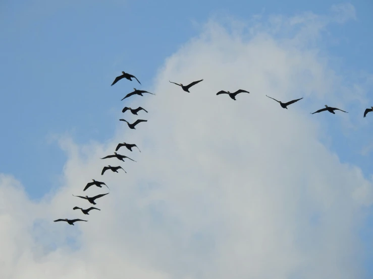 this is a flock of birds flying in a cloudy sky