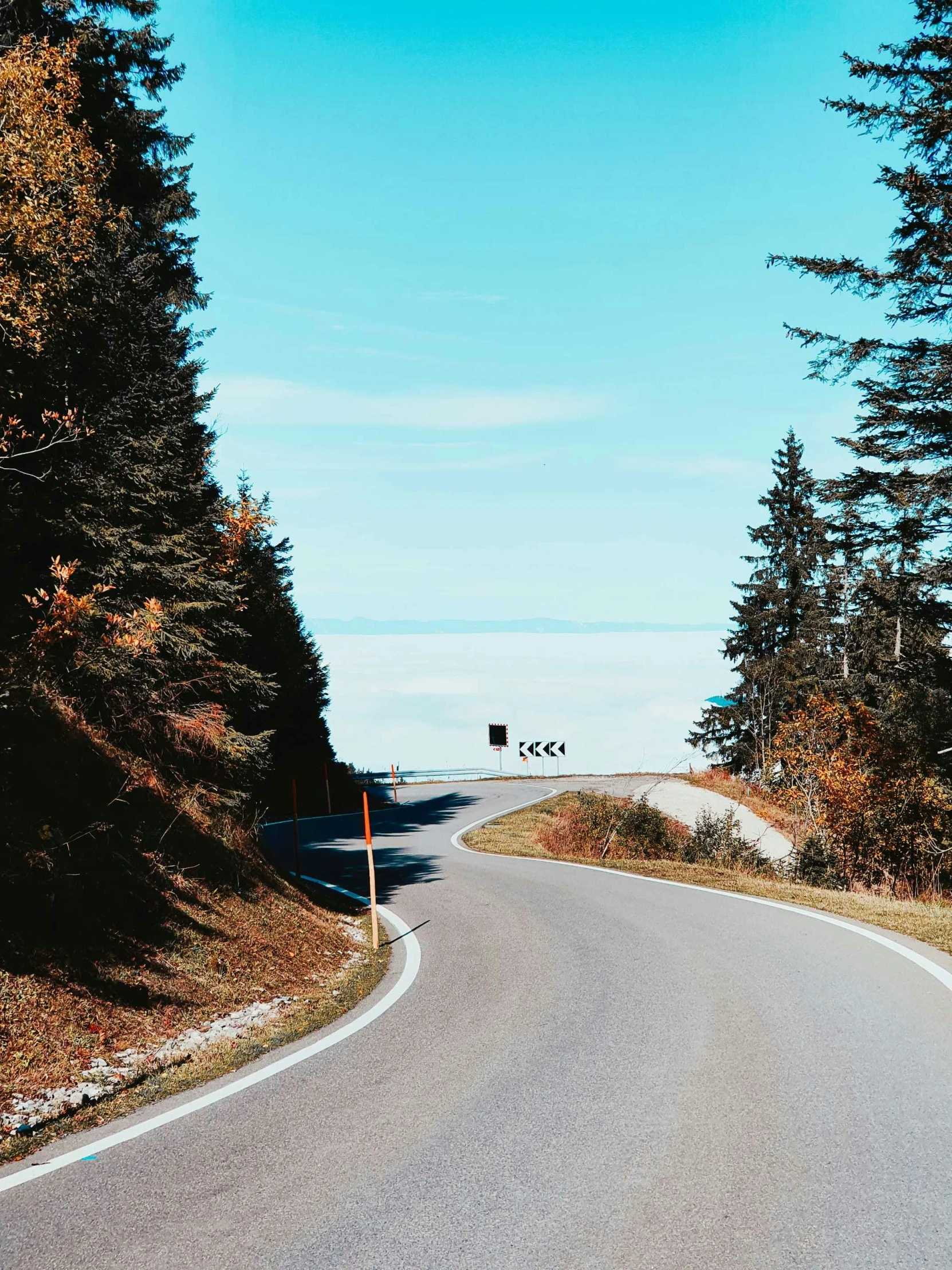 a narrow paved highway winding past some evergreen trees