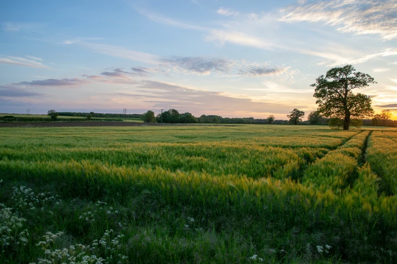 a grassy field with a tree on the side