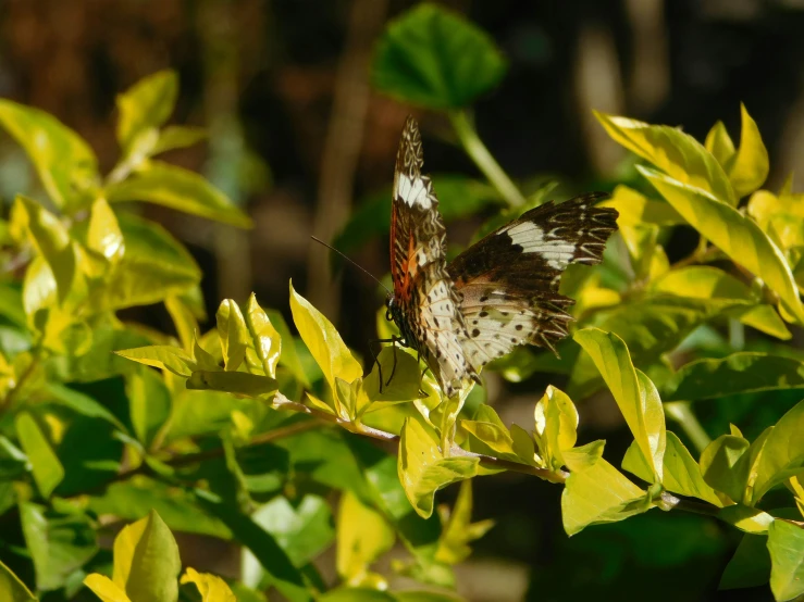 a small erfly sitting on top of a green leaf covered tree