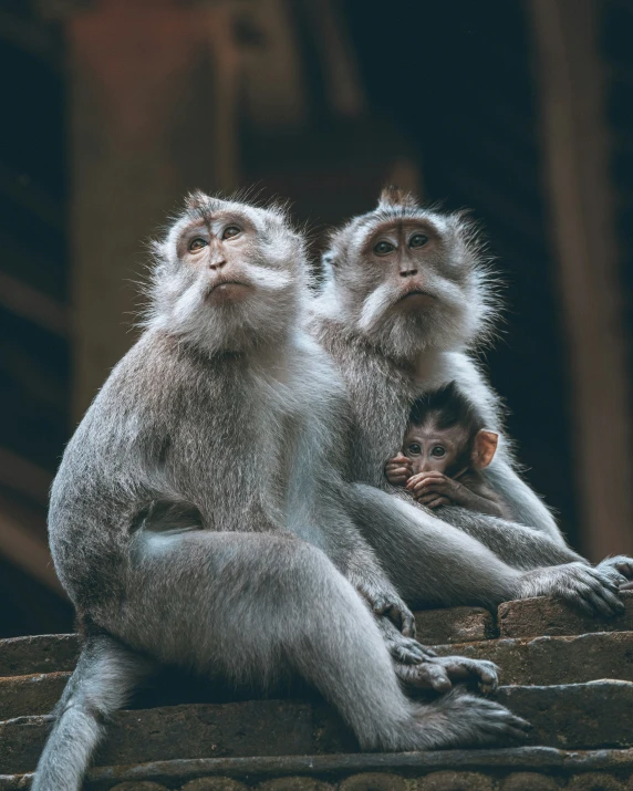 three monkeys sitting next to each other on a ledge