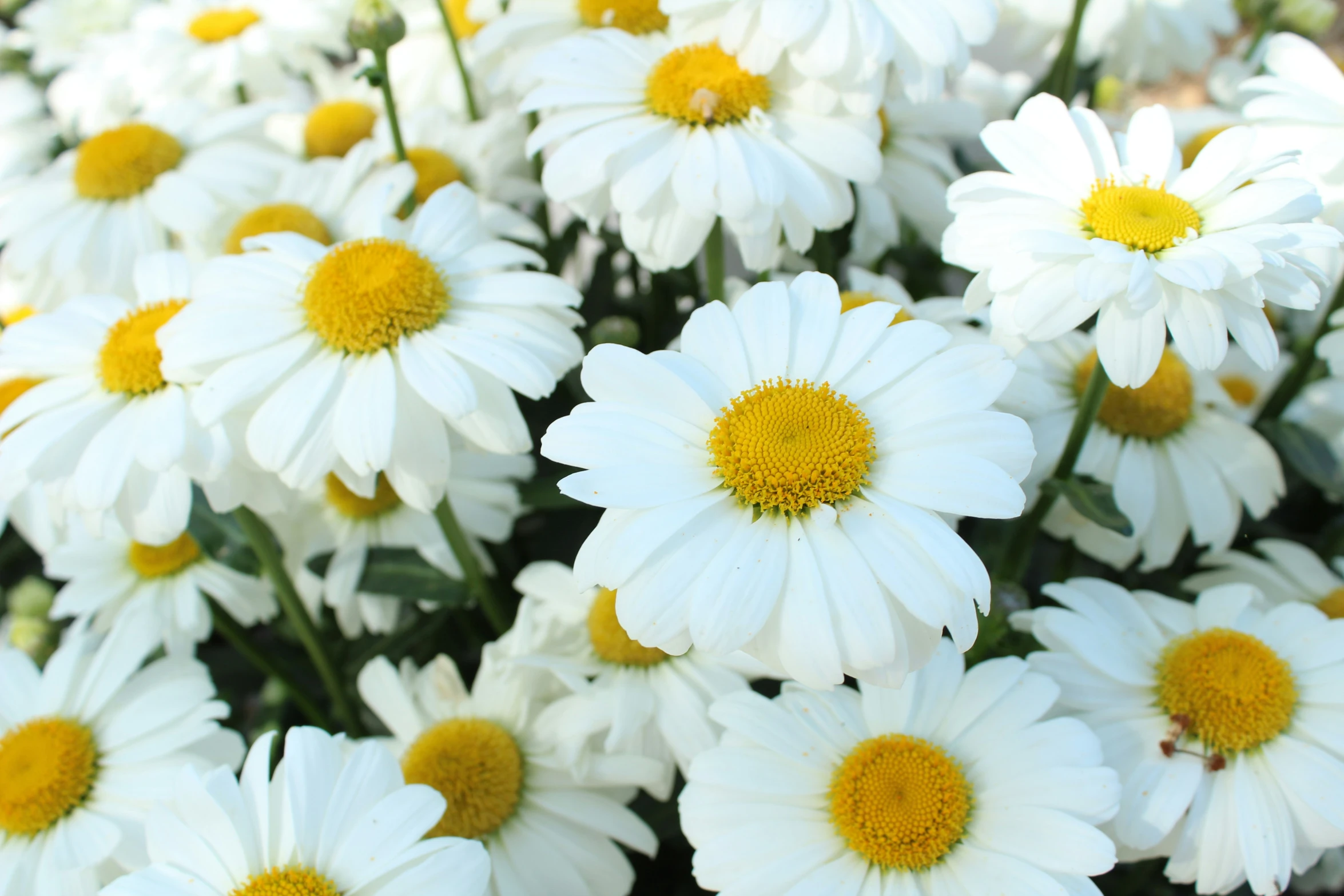 many white and yellow flowers are being grown together