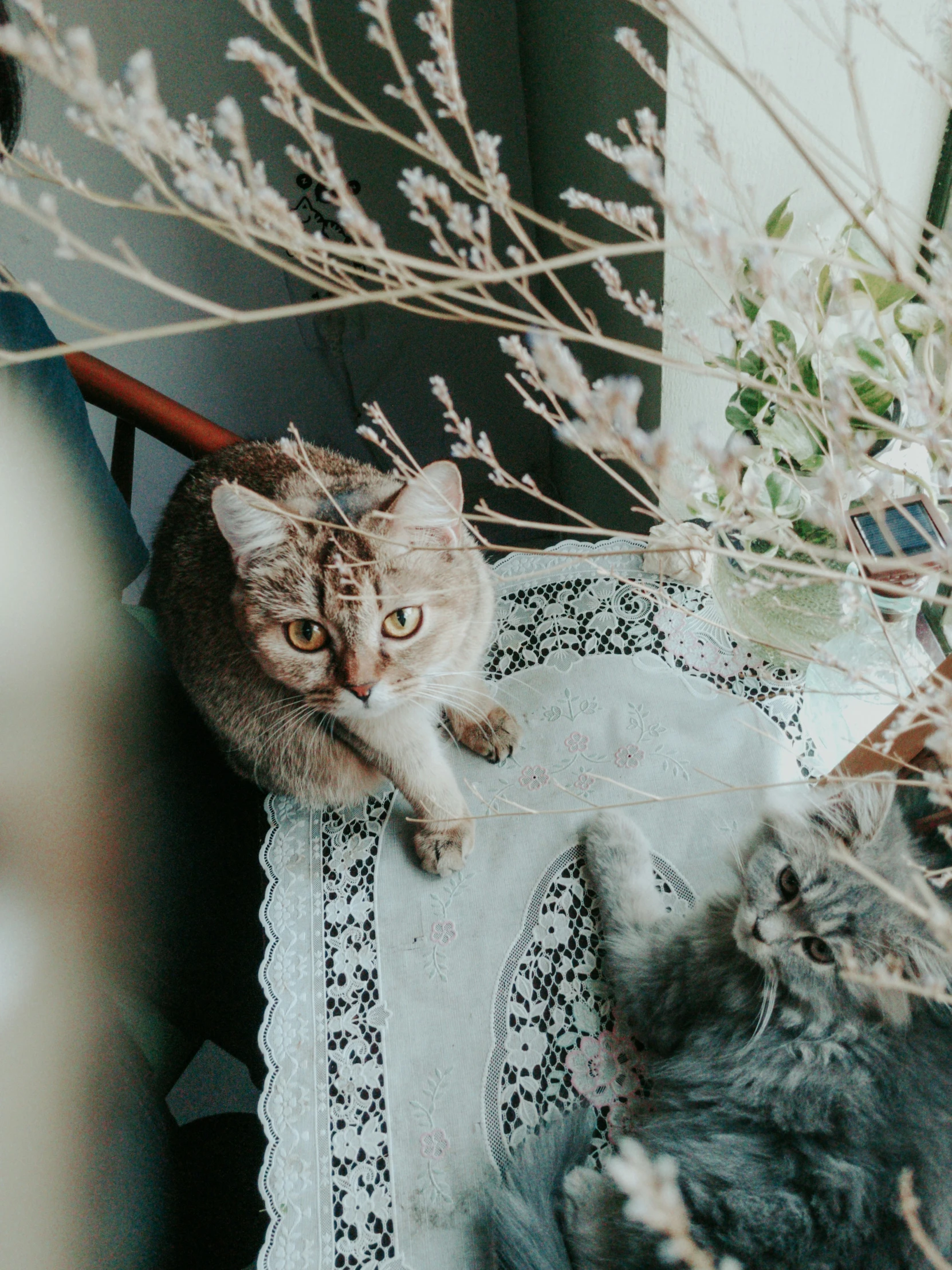 a cat sitting on a table next to a cat laying on a rug