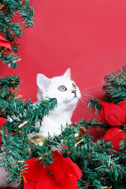 a white kitten sitting between green nches with red bows