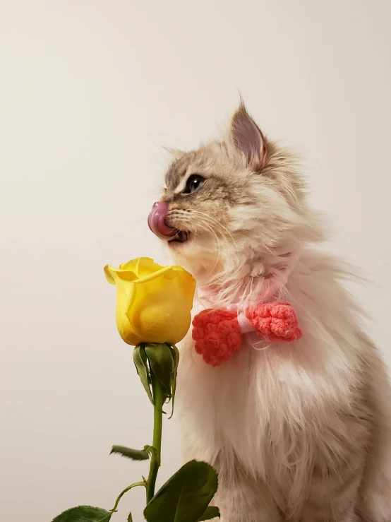 a grey cat with a bow tie and a yellow rose