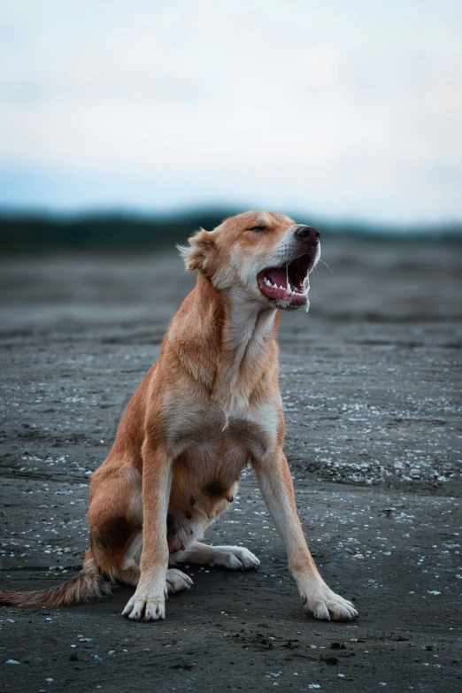 a brown dog sitting on top of a sandy beach