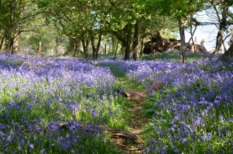 a path runs through a field of bluebells