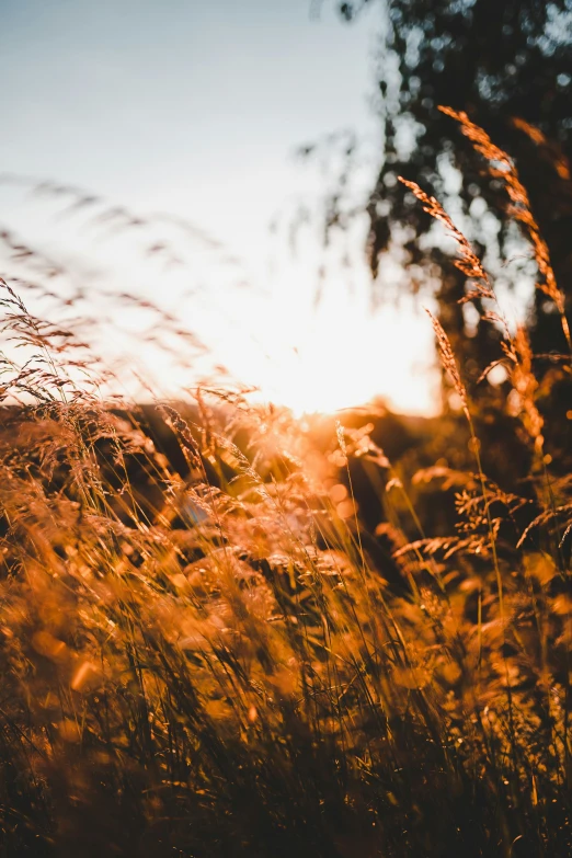 a very close up po of some dry grass