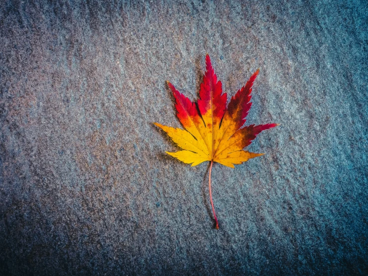 a single leaf laying on the ground