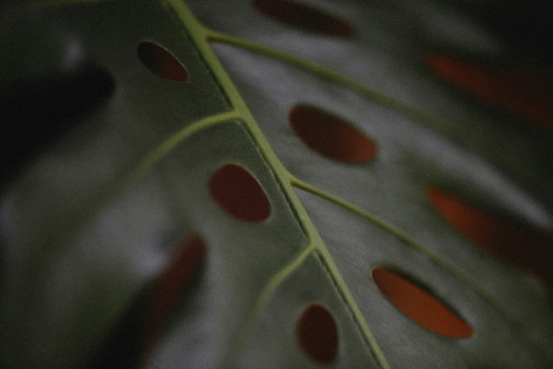 an image of close up of a green leaf