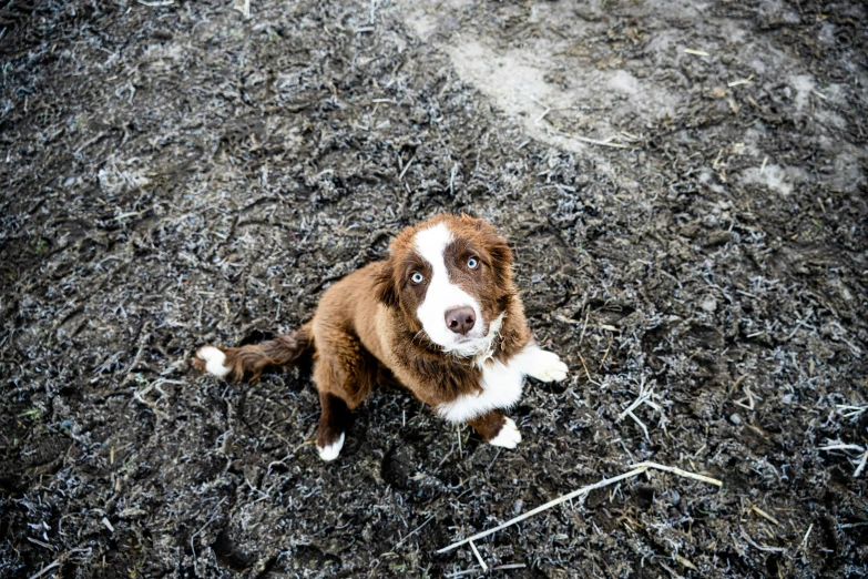 a dog sitting in the dirt on the ground