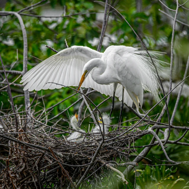 there is a heron and her chick in a nest