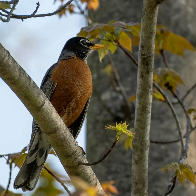 a brown and black bird on top of a tree nch