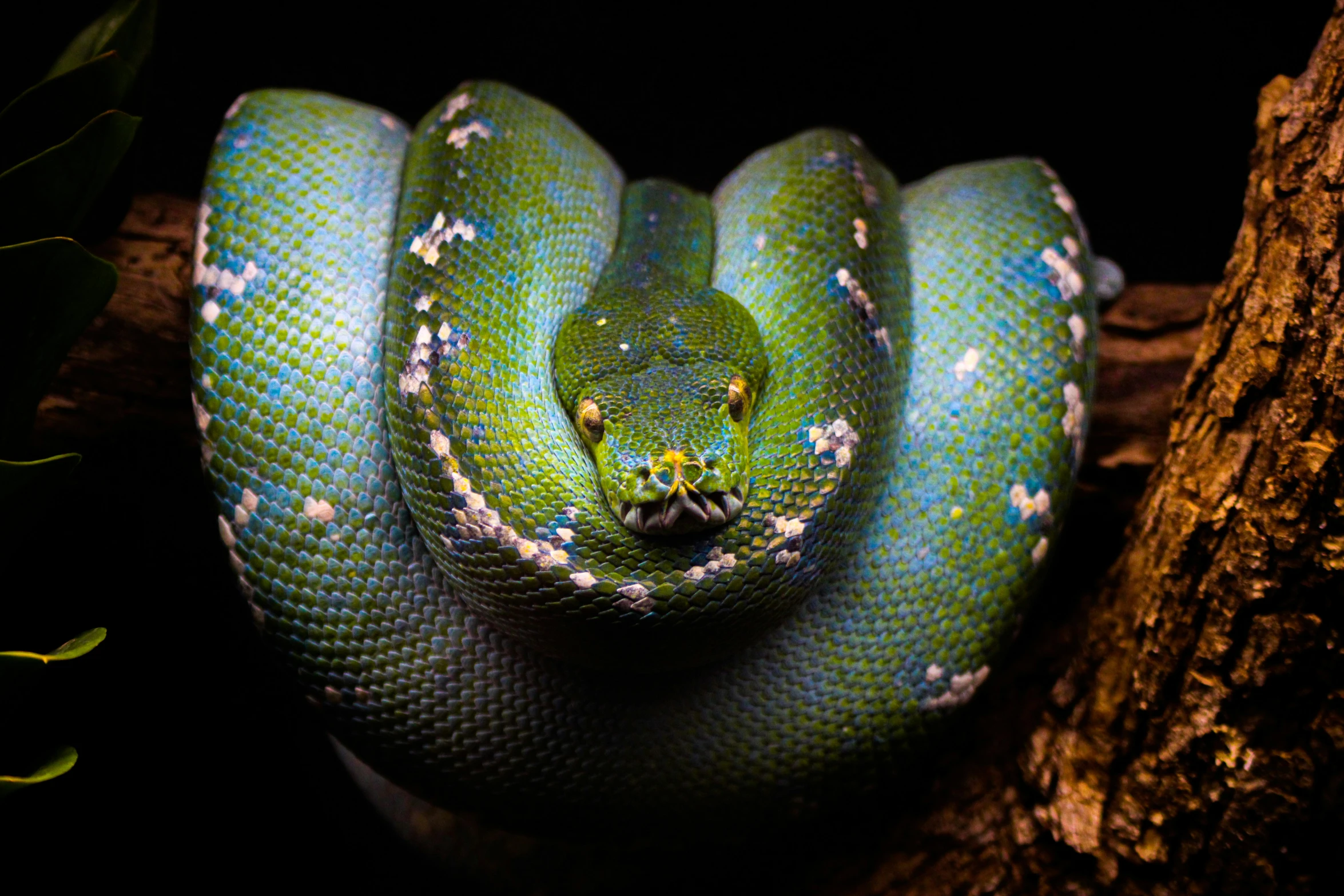 a green snake wrapped in fabric sitting on a tree nch