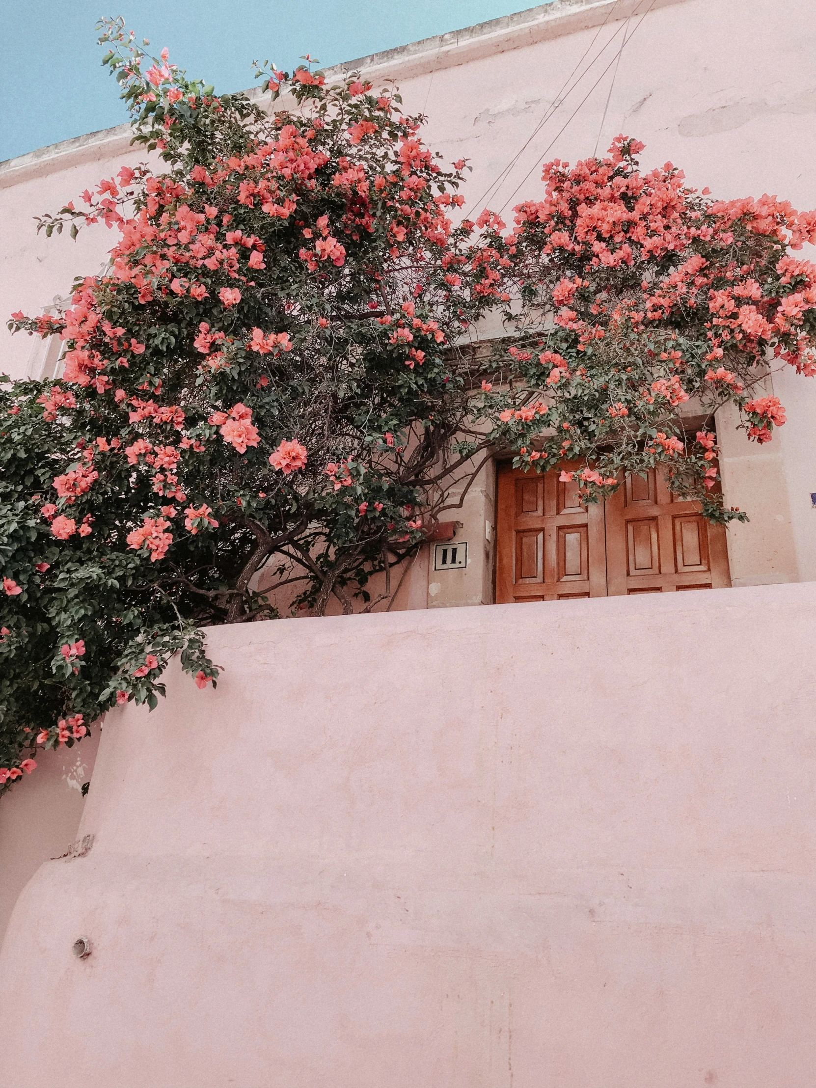 pink flowers growing over a window and doors